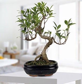 Gorgeous Ficus S shaped japon bonsai  Eskiehir yurtii ve yurtd iek siparii 