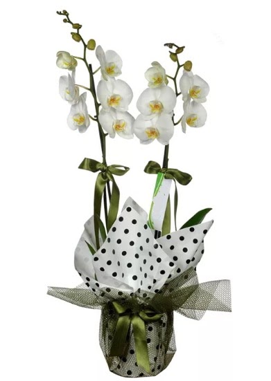 ift Dall Beyaz Orkide  Eskiehir 14 ubat sevgililer gn iek 