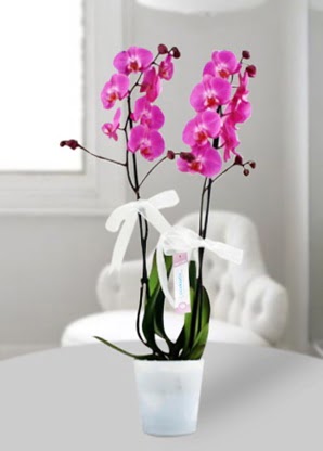 Çift dallı mor orkide  Eskişehir çiçekçiler 