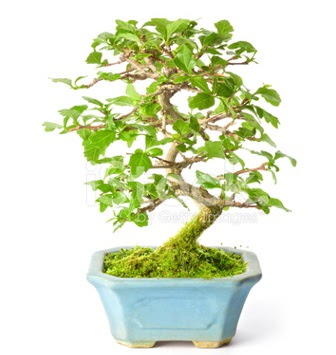 S zerkova bonsai ksa sreliine  Eskiehir nternetten iek siparii 