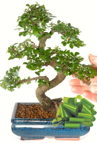 Yaklak 25 cm boyutlarnda S bonsai  Eskiehir iek siparii sitesi 