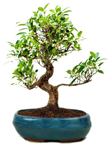 25 cm ile 30 cm aralığında Ficus S bonsai  Eskişehir çiçek gönderme sitemiz güvenlidir 