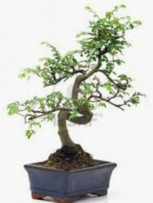 S gvde bonsai minyatr aa japon aac  Eskiehir iek sat 
