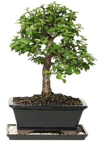 15 cm civar Zerkova bonsai bitkisi  Eskiehir iek siparii sitesi 