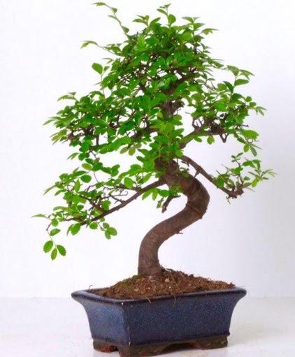 S gvdeli bonsai minyatr aa japon aac  Eskiehir iek gnderme sitemiz gvenlidir 