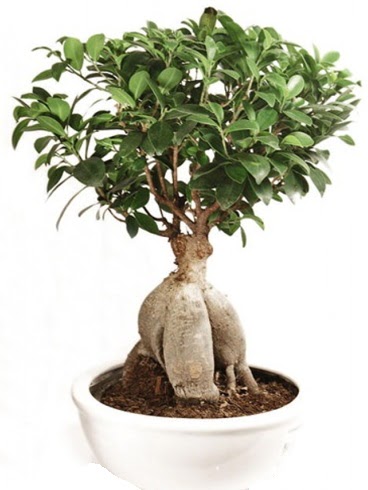 Ginseng bonsai japon aac ficus ginseng  Eskiehir nternetten iek siparii 