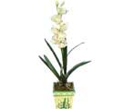 Özel Yapay Orkide Beyaz   Eskişehir online çiçekçi , çiçek siparişi 