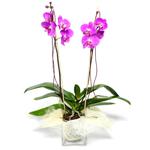  Eskişehir çiçek satışı  Cam yada mika vazo içerisinde  1 kök orkide