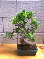 ithal bonsai saksi çiçegi  Eskişehir hediye sevgilime hediye çiçek 