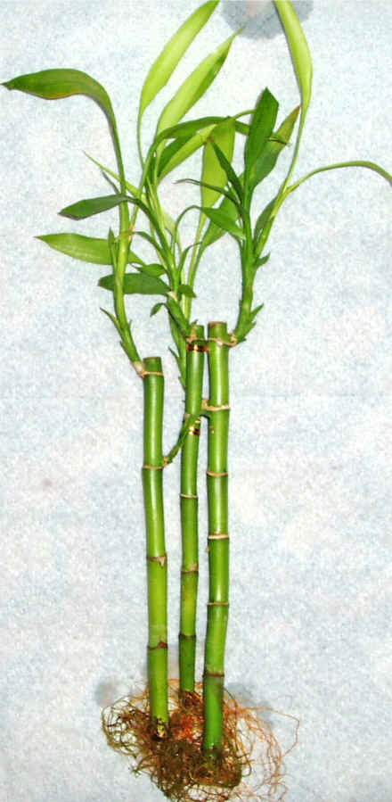 Lucky Bamboo 3 adet vazo hediye edilir   Eskiehir cicek , cicekci 