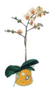  Eskişehir online çiçek gönderme sipariş  Phalaenopsis Orkide ithal kalite