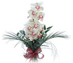  Eskişehir çiçek siparişi sitesi  Dal orkide ithal iyi kalite
