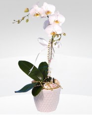 1 dallı orkide saksı çiçeği  Eskişehir online çiçekçi , çiçek siparişi 
