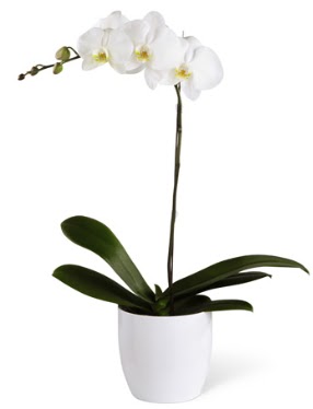 1 dallı beyaz orkide  Eskişehir 14 şubat sevgililer günü çiçek 