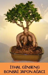 İthal japon ağacı ginseng bonsai satışı  Eskişehir İnternetten çiçek siparişi 