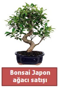 Japon ağacı bonsai satışı  Eskişehir çiçek siparişi sitesi 