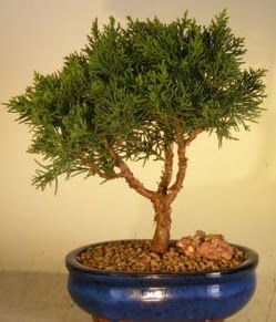 Servi çam bonsai japon ağacı bitkisi  Eskişehir çiçek yolla 