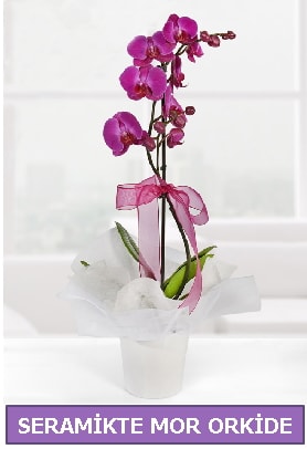 Seramik içerisinde birinci kalite tek dallı mor orkide  Eskişehir İnternetten çiçek siparişi 