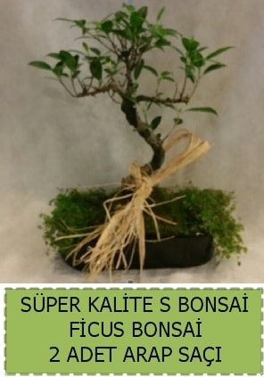 Ficus S Bonsai ve arap saçı  Eskişehir çiçekçi telefonları 